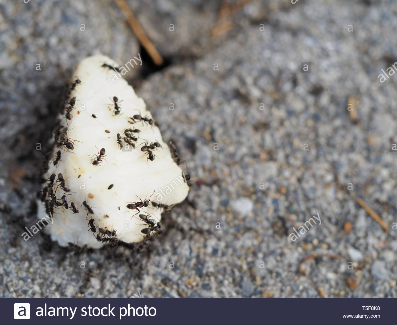 Ants Food Stock Photos & Ants Food Stock Images Alamy