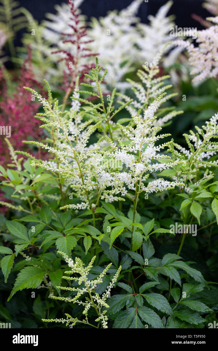 Close up of a White Astilbe in flower, UK Stock Photo