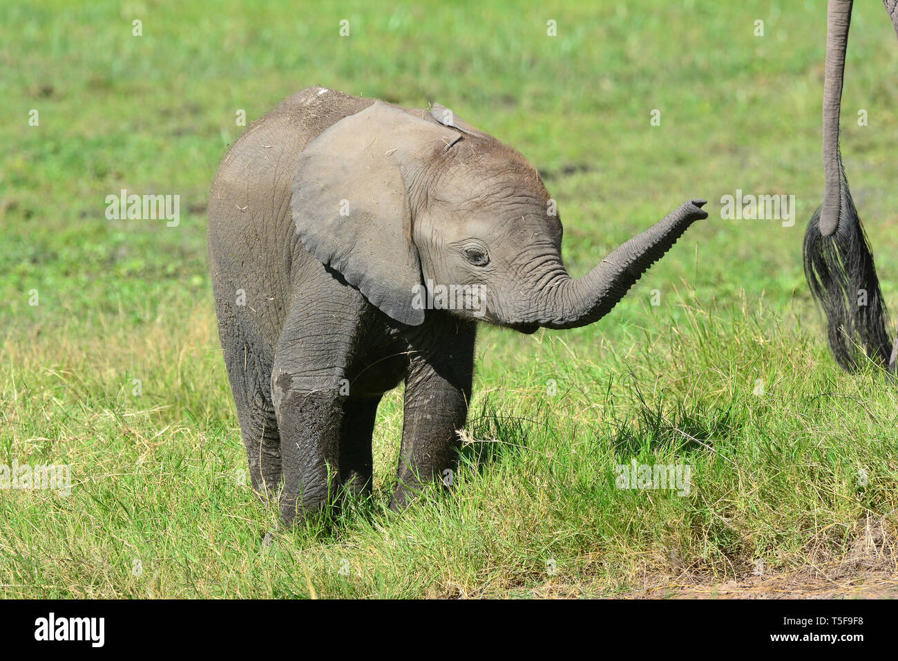 African bush elephant, African savanna elephant, Afrikanischer Elefant ...