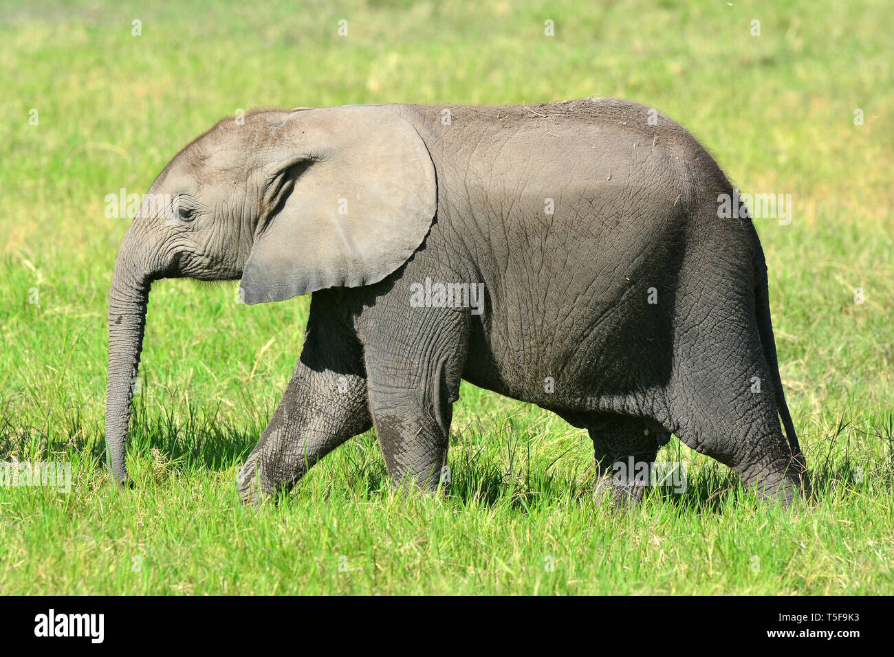 African bush elephant, African savanna elephant, Afrikanischer Elefant ...