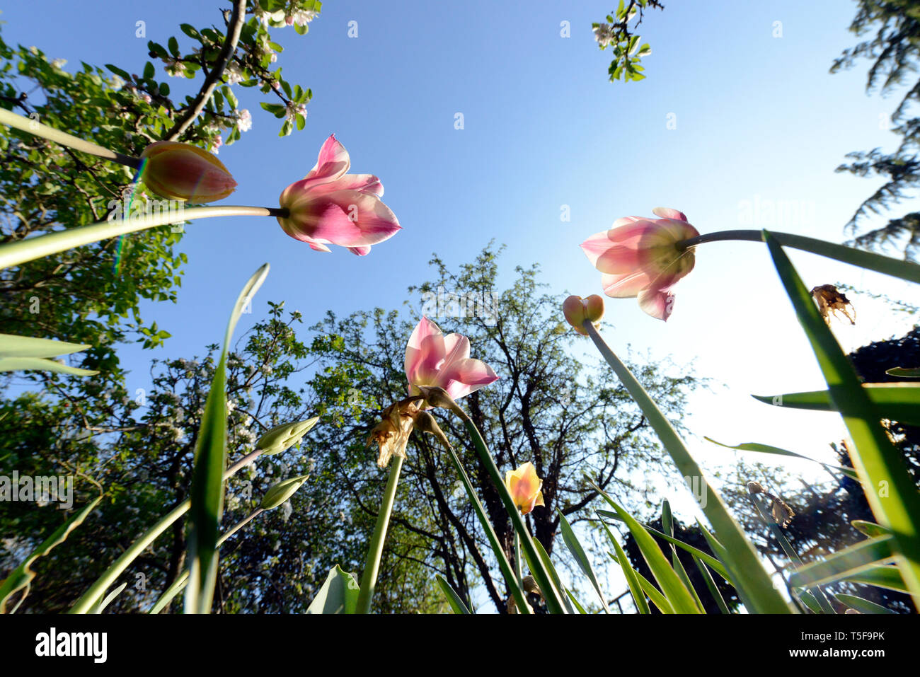 Pink and white tulips signal spring as they grow skyward in Cambridge, Cambridgeshire, England Stock Photo
