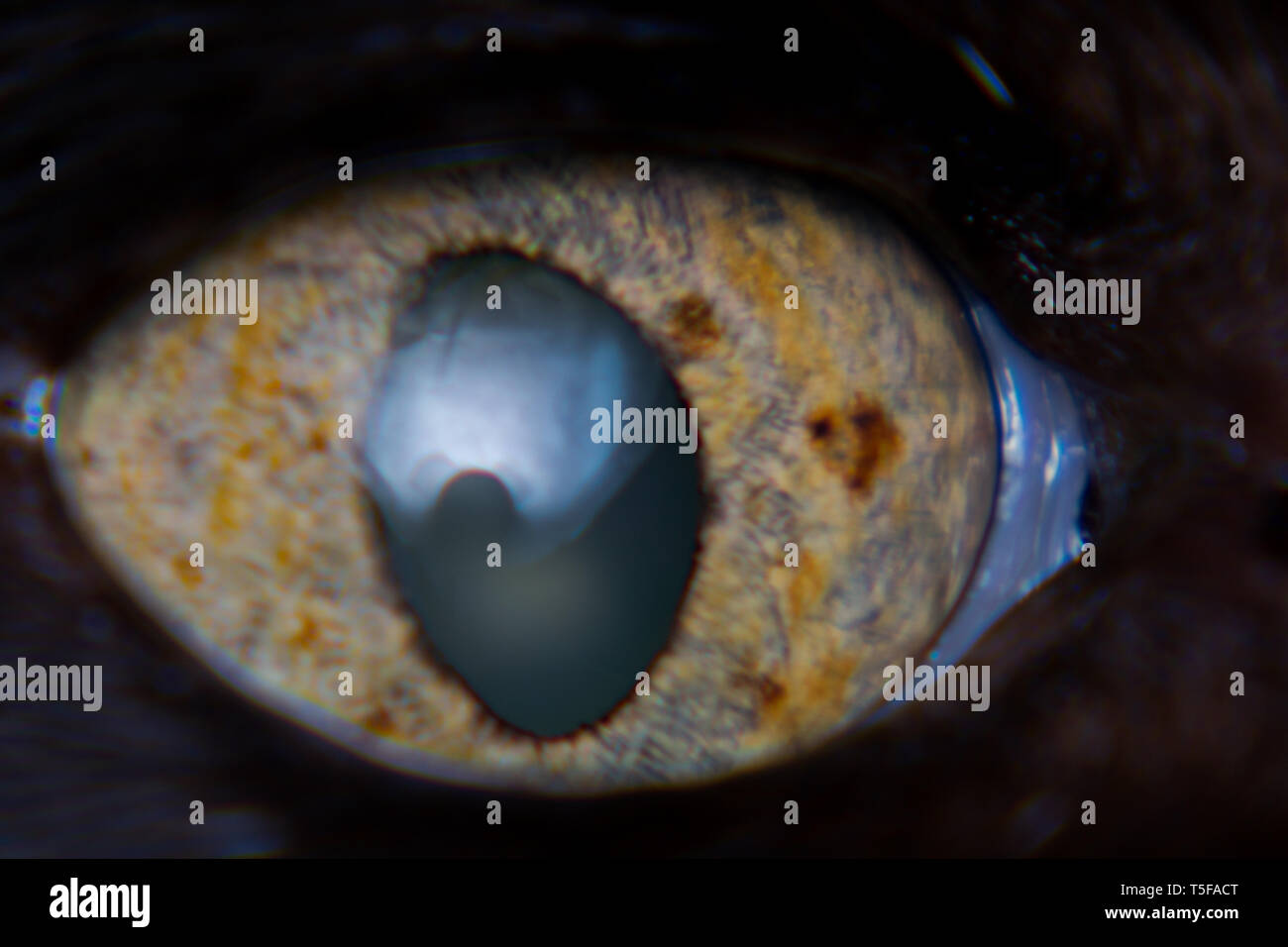 iris melanoma in adult cat, iris pigmentation Stock Photo Alamy