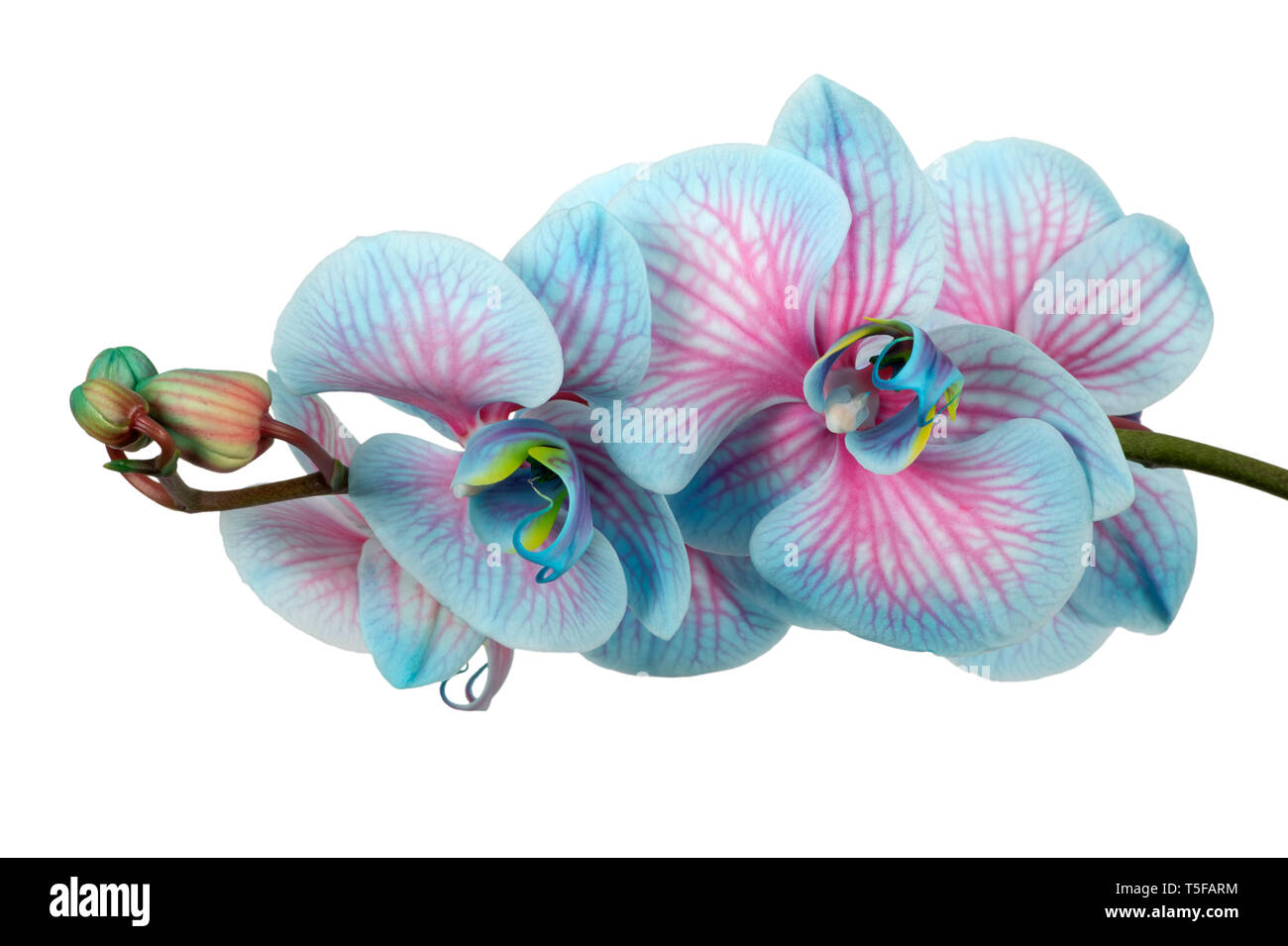 Pink & blue Phalaenopsis Orchid Stock Photo