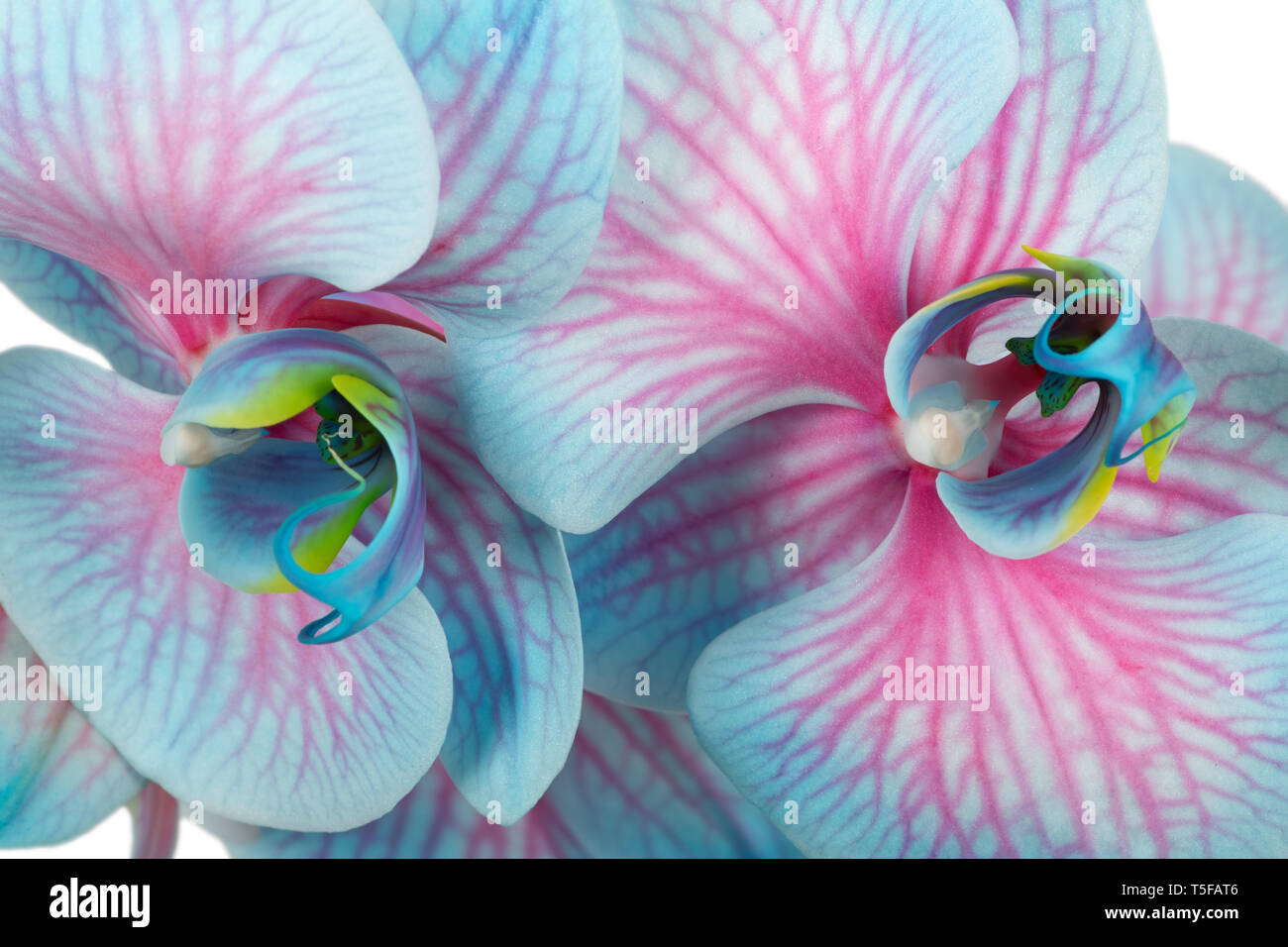 Pink Blue Phalaenopsis Orchid Stock Photo Alamy