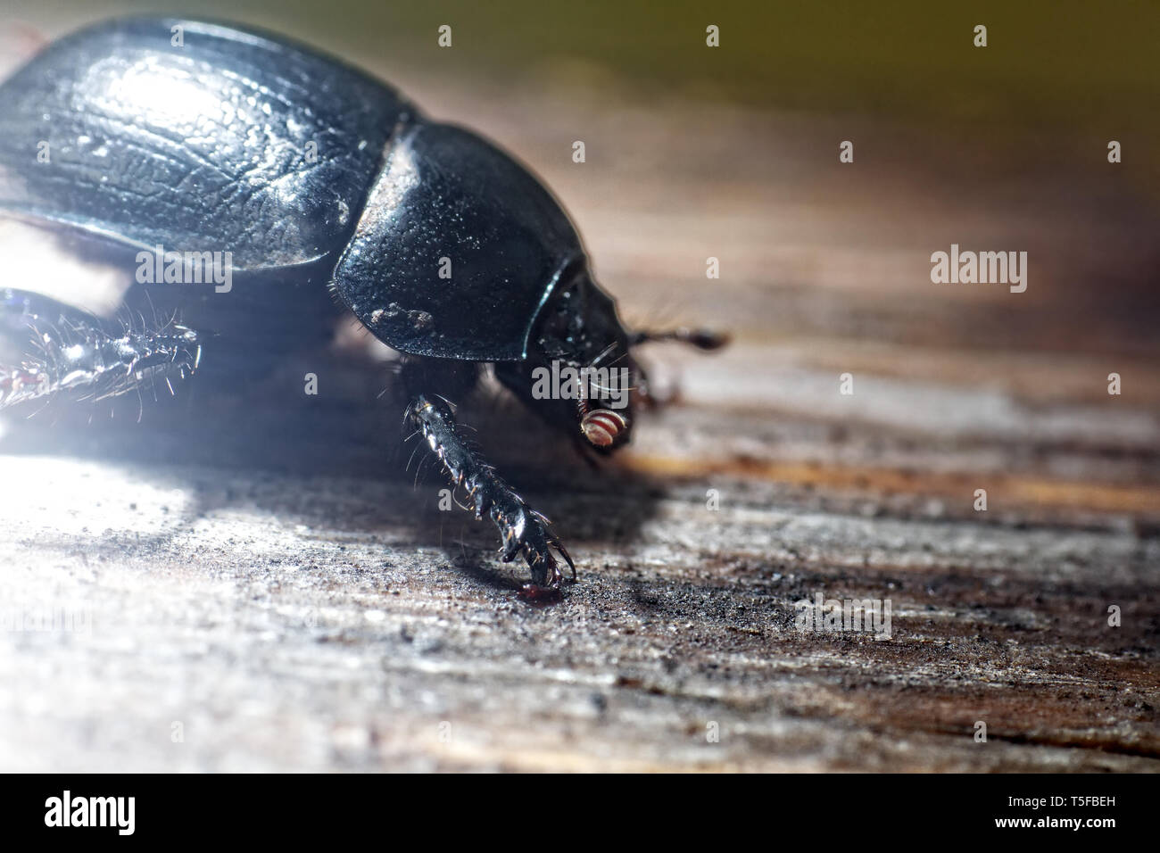 Armored beetle - the whole and the parts of the body. Dorbeetle, clock beetle (Geotrupes stercorarius). Ultra macro Stock Photo