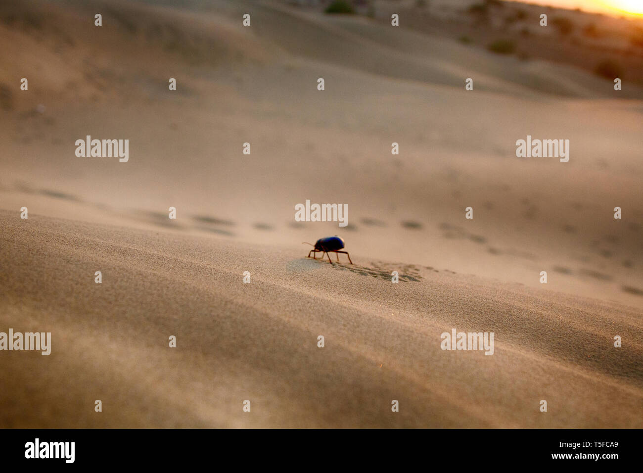 Black beetles (darkling beetles, Blaps gigas) roam sands of Great Indian Desert (Thar), leave chain of tracks. True image of the desert. Sunset Sands Stock Photo