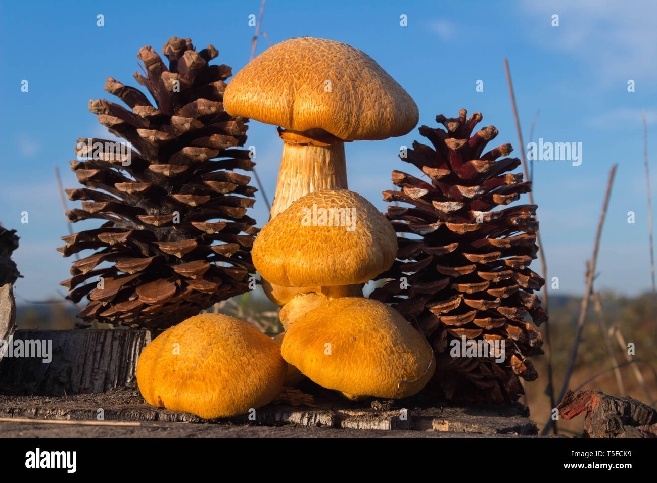Mushrooms and pine cones Stock Photo