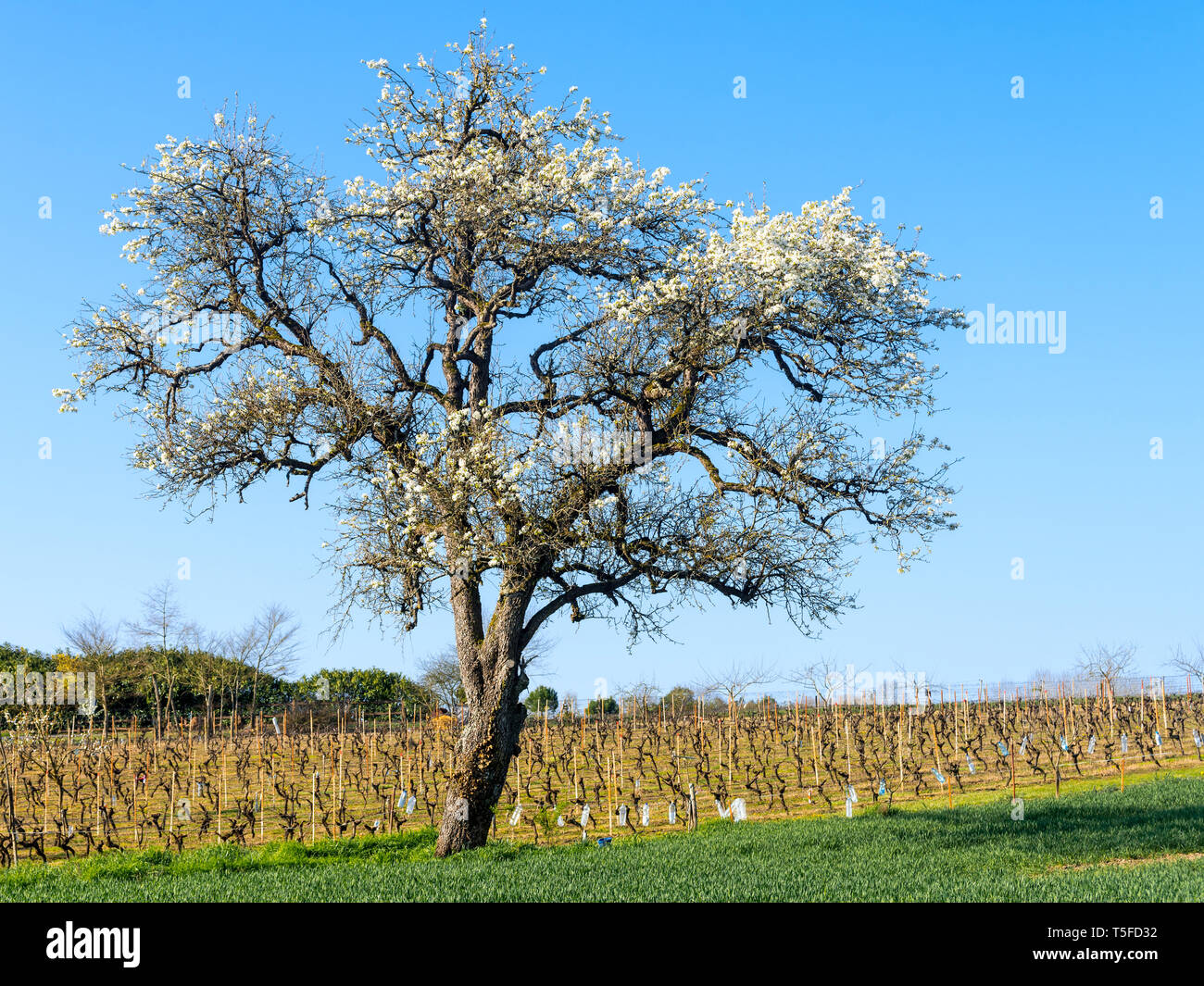 Wild Pear tree in blossom, and vineyard - France. Stock Photo