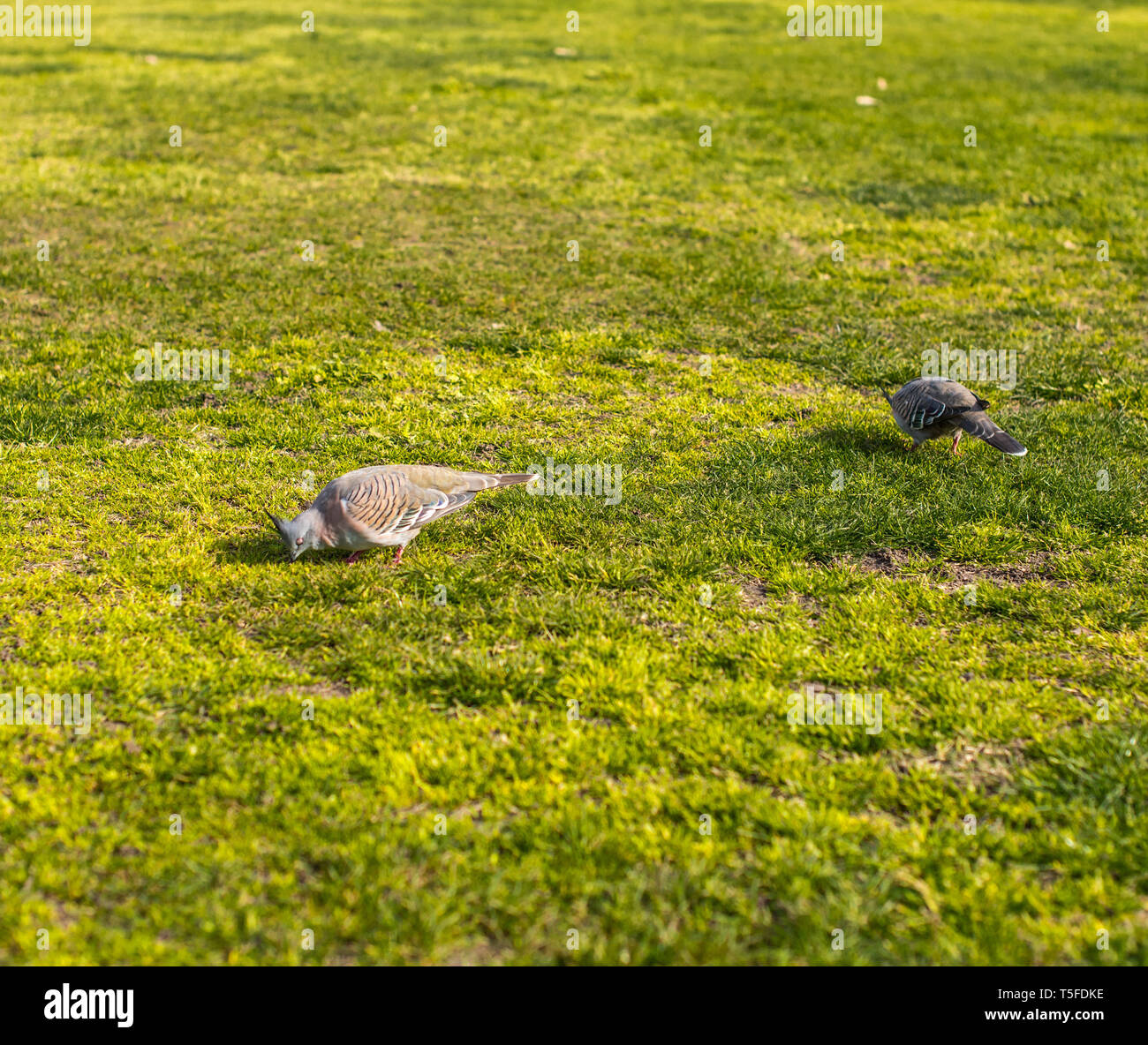 Two crested pigeons grazing on a grassy lawn Stock Photo