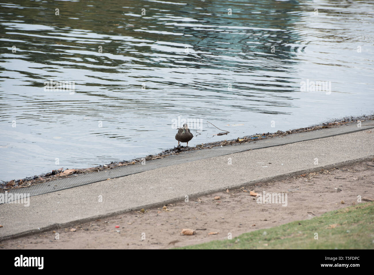Pacific Black Duck on the bank of a river Stock Photo Alamy