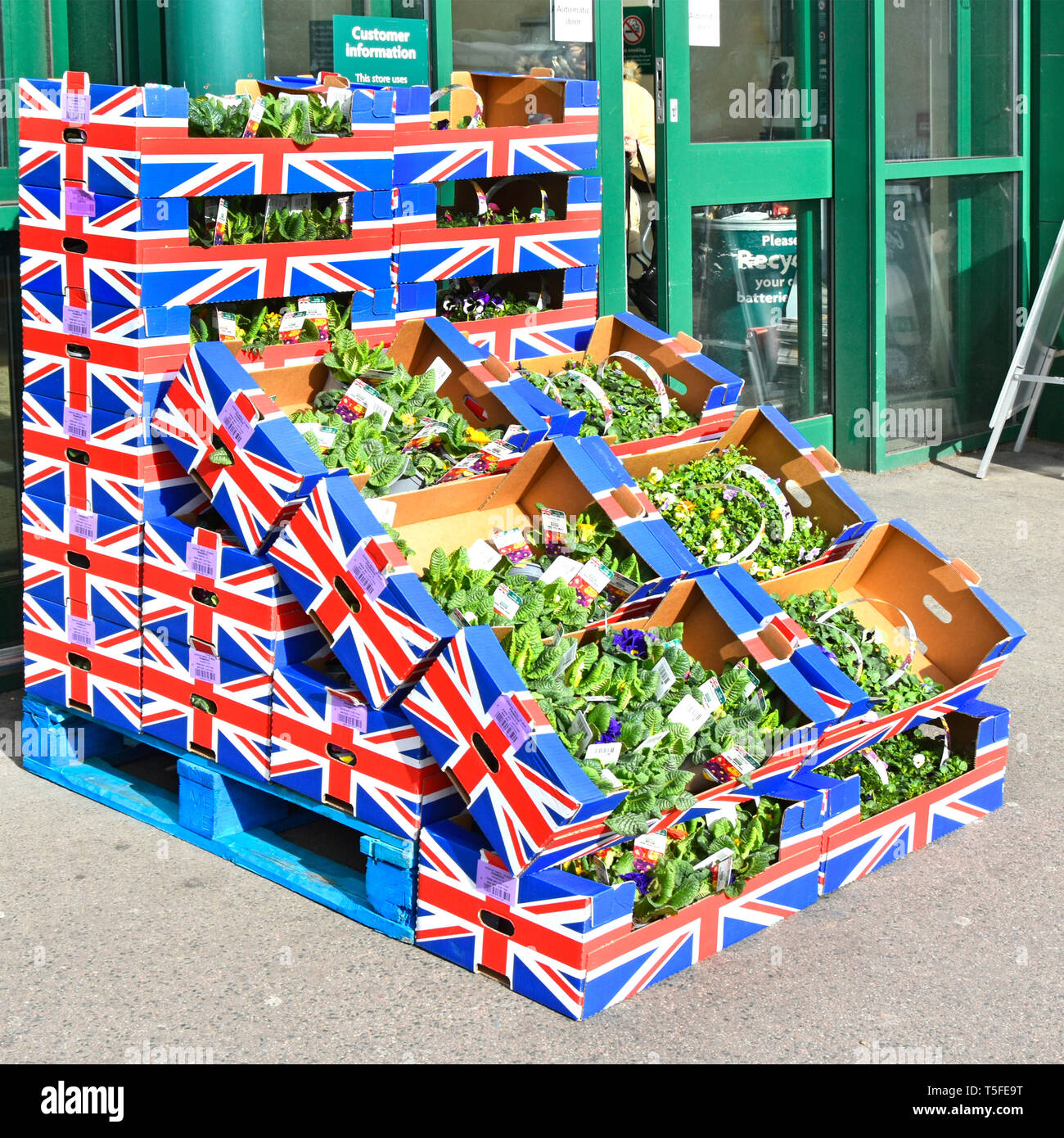 Pallet of Union Jack emblems printed on cardboard boxes British spring Primrose garden plants display outside Morrisons supermarket store England UK Stock Photo