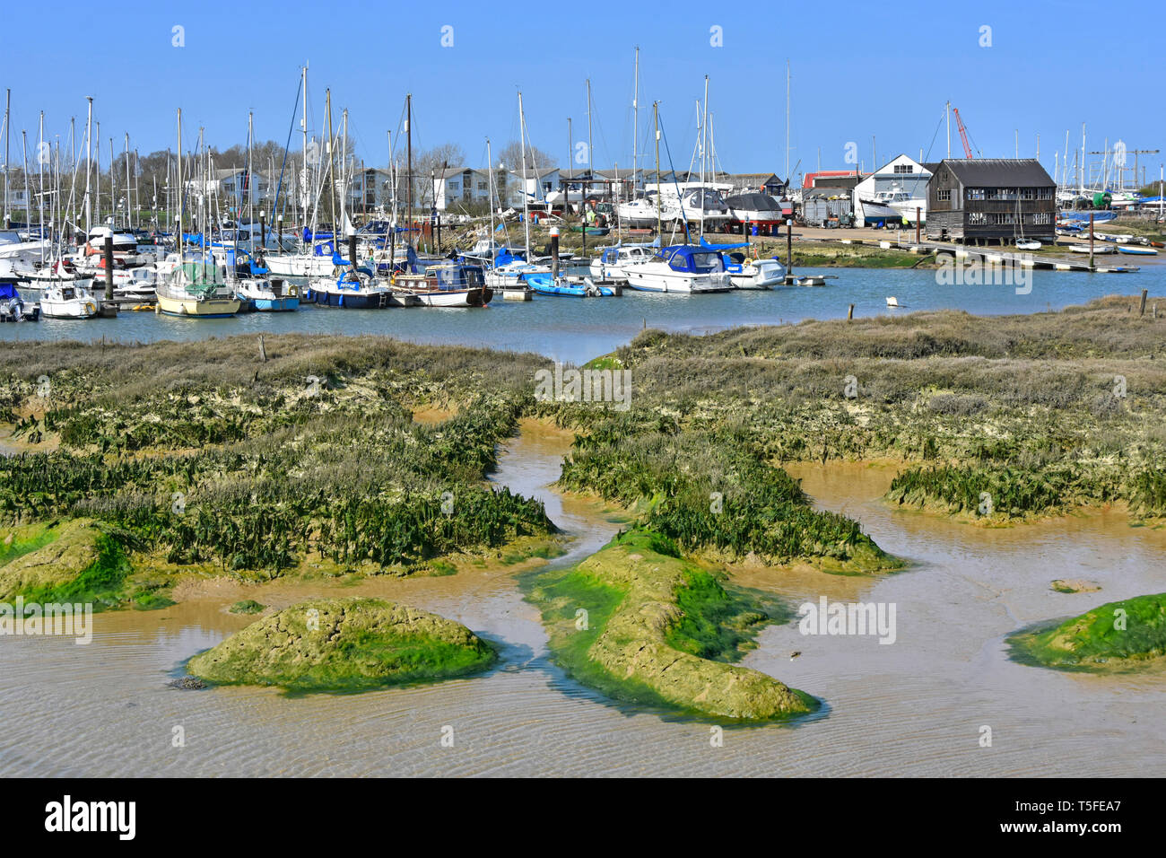 River landscape of boats & yachts in marina moorings at coastal village of Tollesbury on River Blackwater salt marshes & muddy creeks Essex England UK Stock Photo