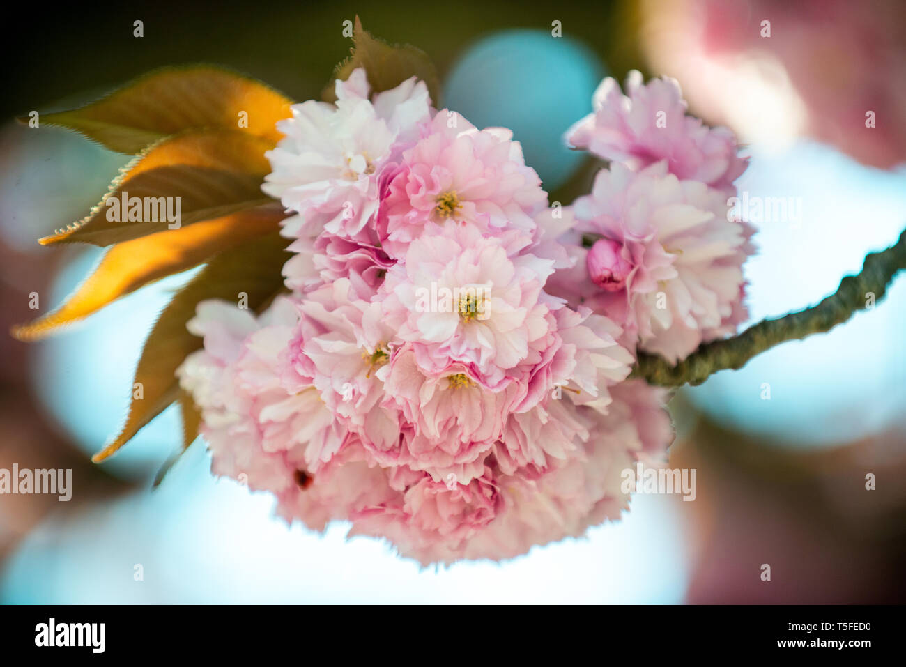 Hanami - Cherry Blossom Stock Photo - Alamy