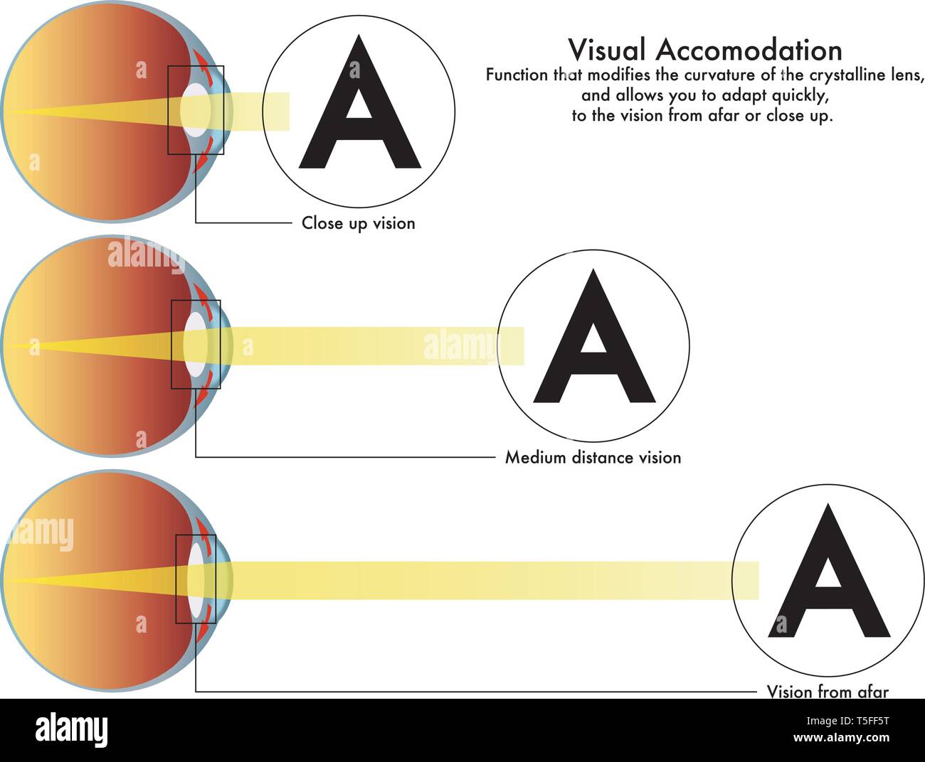 visual accommodation, that modifies the curvature of the crystalline lens, and allows you to adapt quickly to the vision from afar or close up. Stock Vector