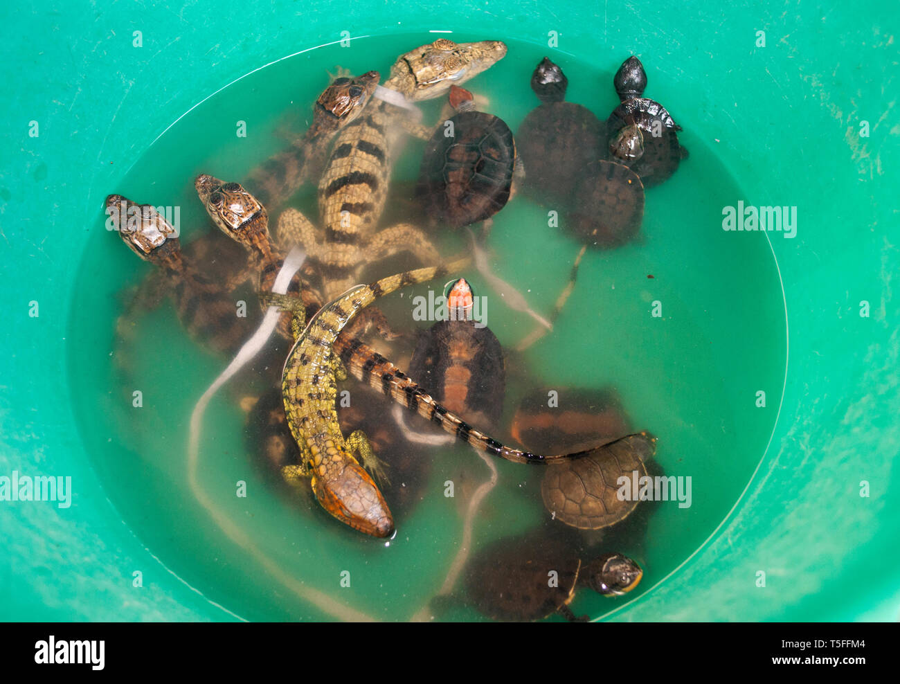 Little turtle, lizard and crocodile in green bucket. Amazon animals. Iquitos, Peru. Stock Photo