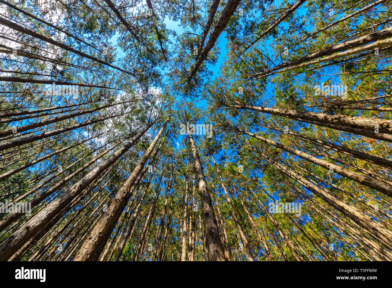 Japanese cypress forest Cryptomera Japonica dynamic view from below, Kumano Kodo forest in Japan Stock Photo