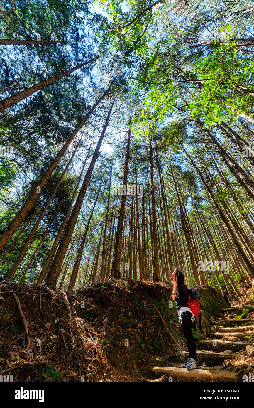 Asian woman looking up the high cypress trees in the Kumano Kodo forest, Japan Stock Photo