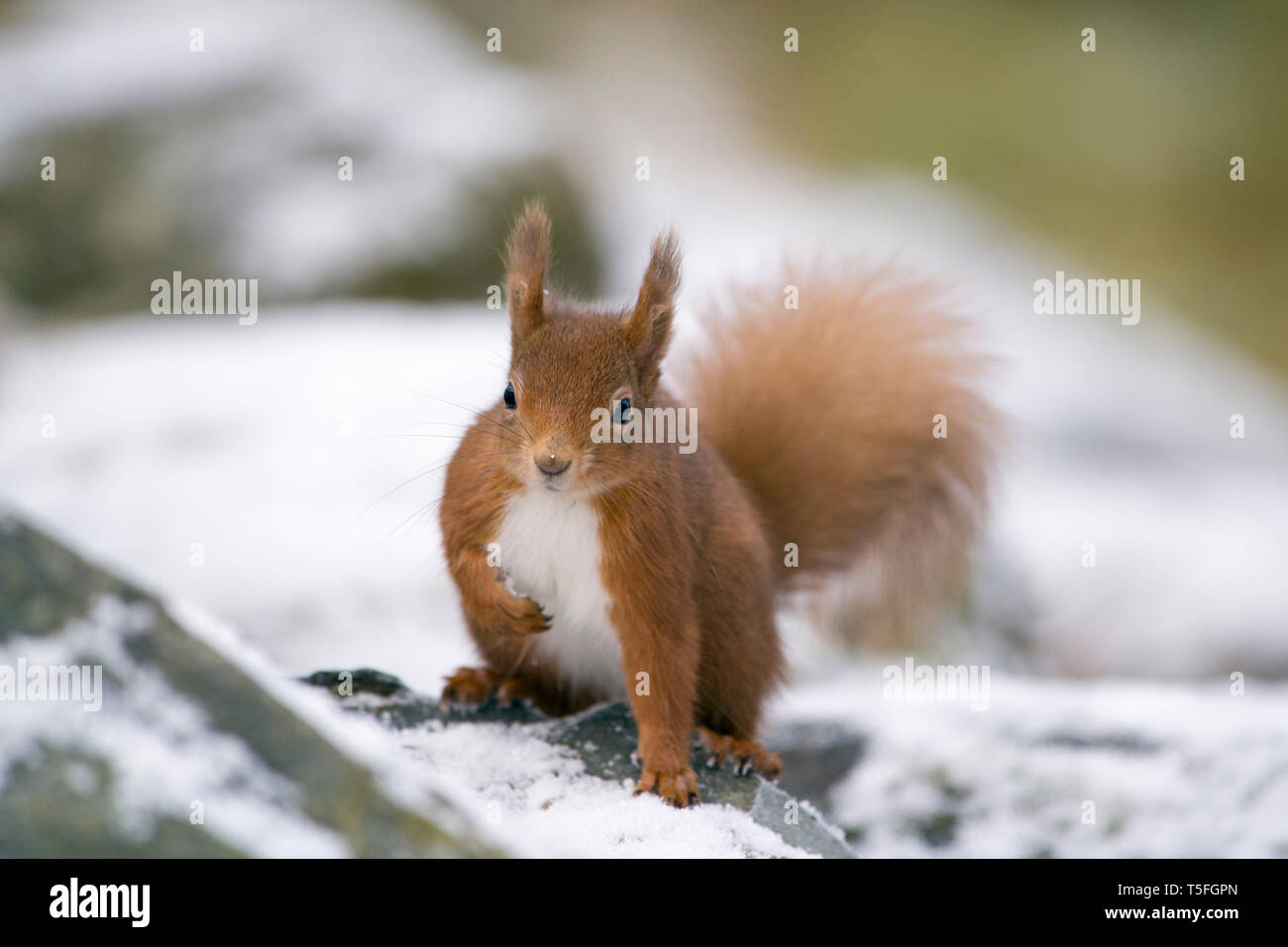 Red squirrel, Sciurus vulgaris, in winter Stock Photo