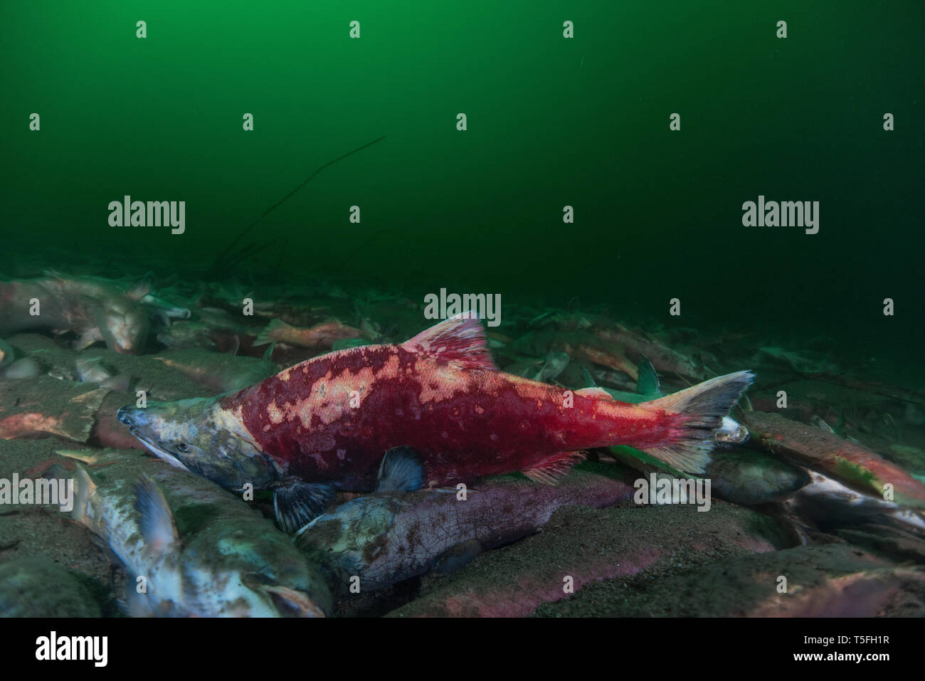 California, British Columbia, Adams River, dead sockeye salmons Stock Photo
