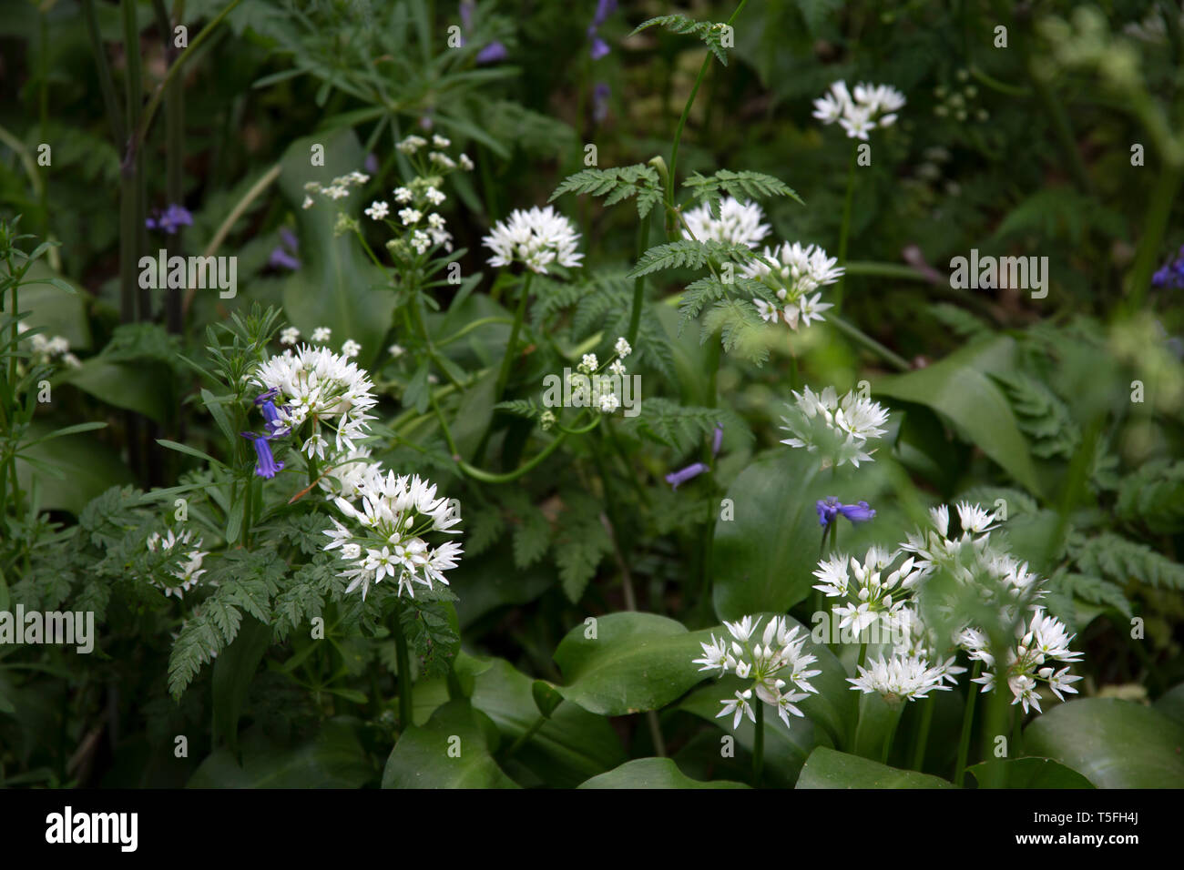 Wild garlic flowering and cow parsley in a fields in west London, England UK Stock Photo