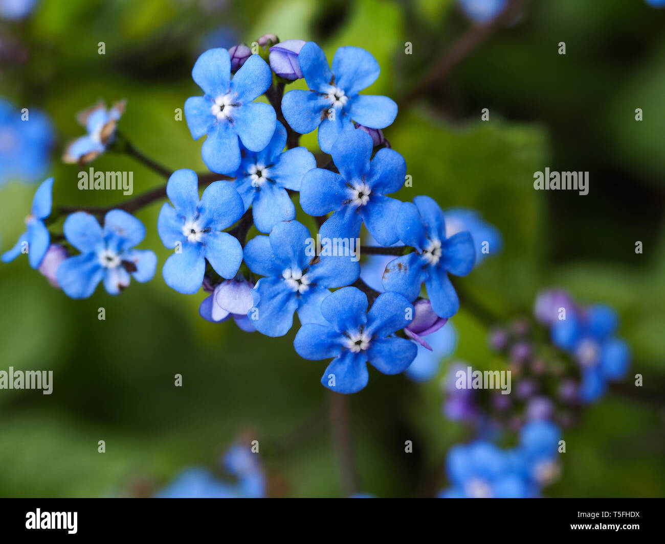 Closeup of delicate wild blue forget-me-not flowers in spring Stock Photo