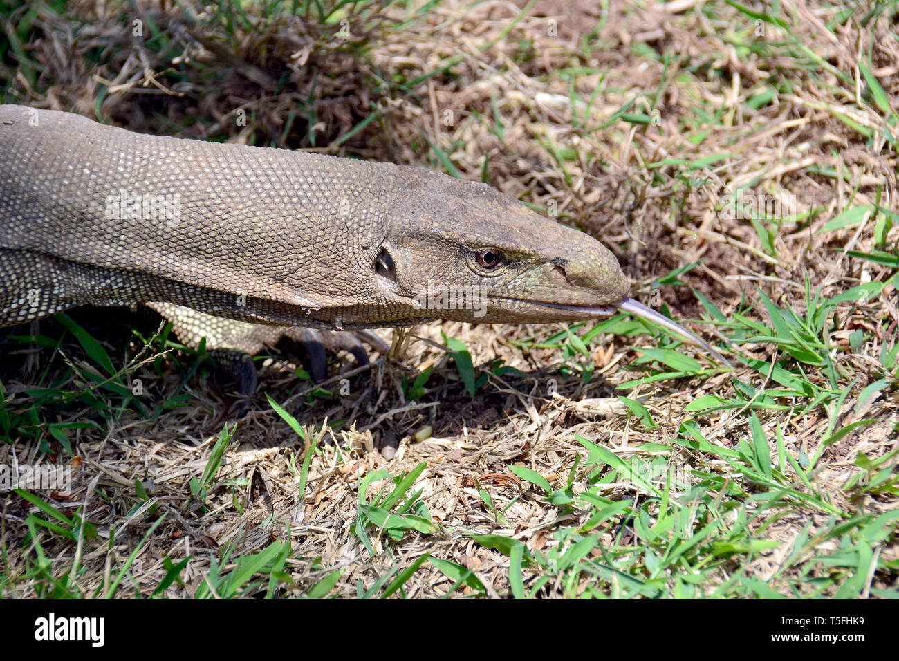 Bengal monitor, common Indian monitor, Bengalenwaran, Varanus