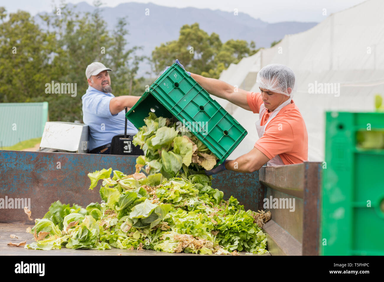 Workers on vegetable farm dumping old cabbage Stock Photo