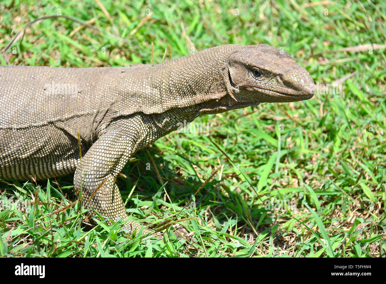 Bengali varanusz hires stock photography and images Alamy