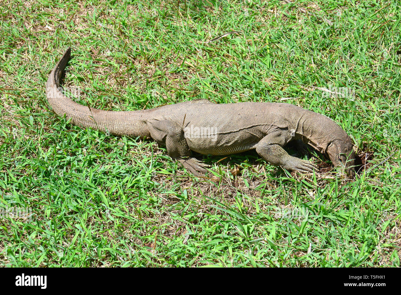 Bengal monitor, common Indian monitor, Bengalenwaran, Varanus