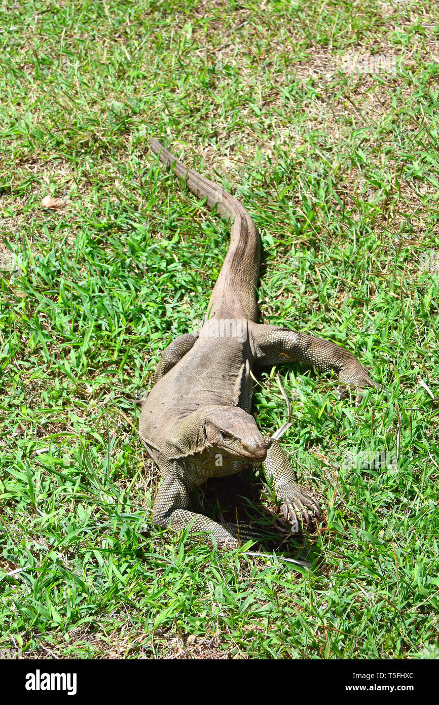 Bengal monitor, common Indian monitor, Bengalenwaran, Varanus