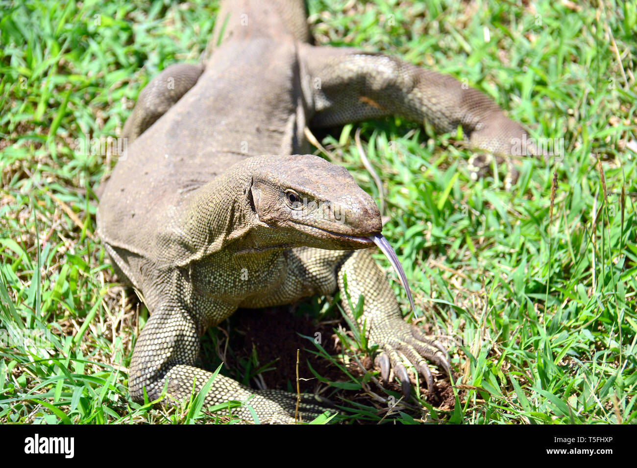 Bengal monitor, common Indian monitor, Bengalenwaran, Varanus
