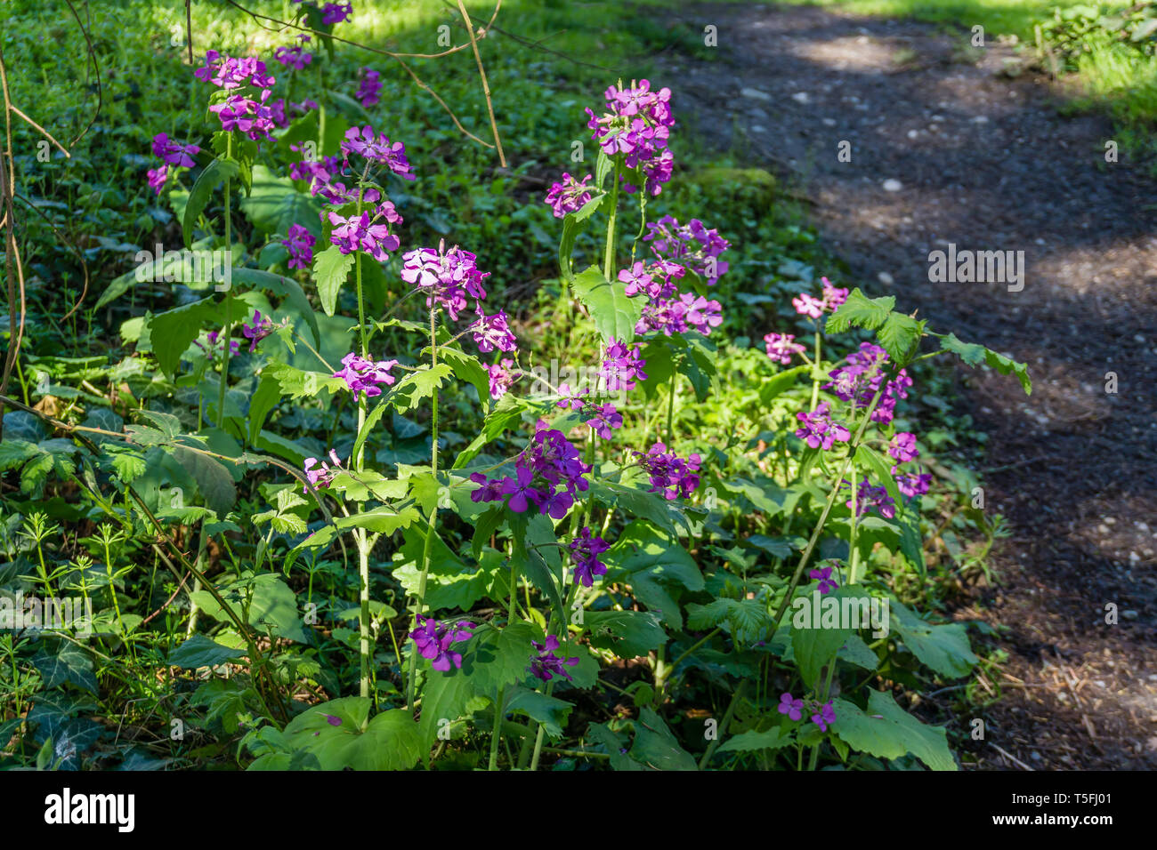 Purple wildflowers bloom near a path in Normandy Park, Washington Stock