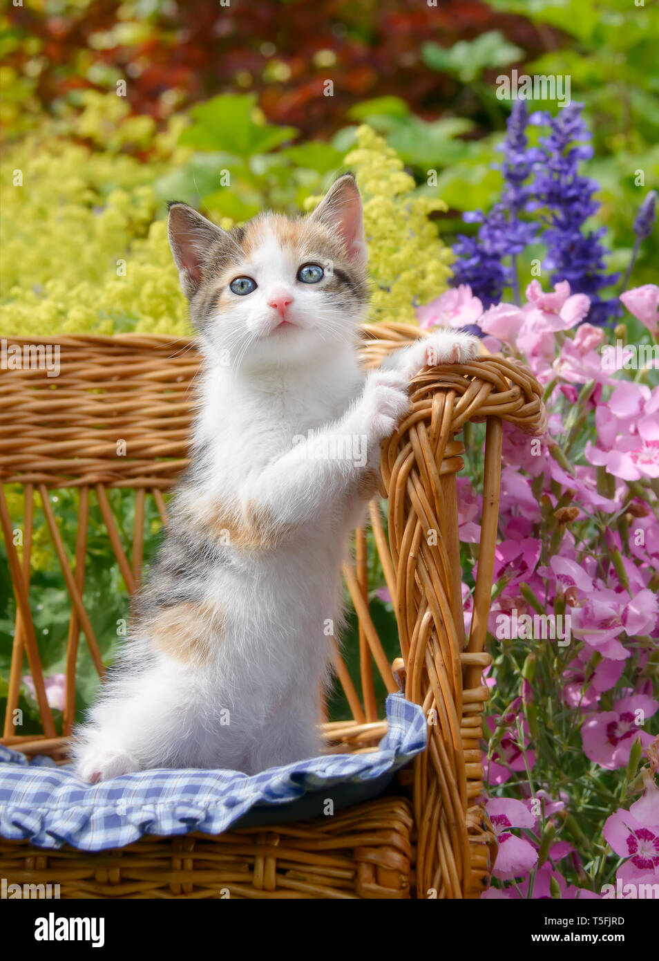 Cute baby cat kitten, white with tortoiseshell patches with beautiful blue eyes sitting upright in a small wicker chair in a colorful flowering garden Stock Photo