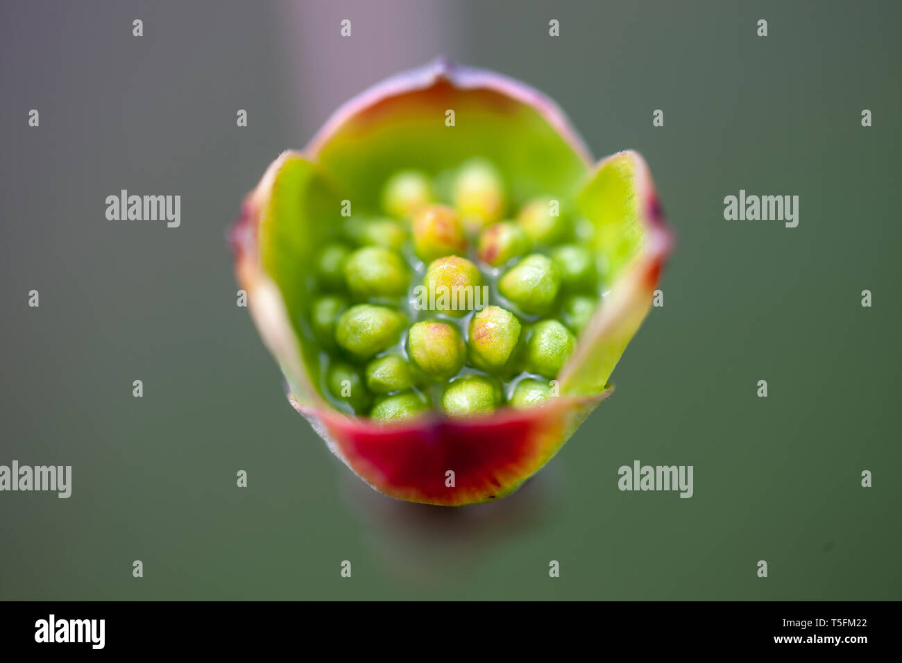 Macro Closeup of a flower bud before bloom Stock Photo Alamy