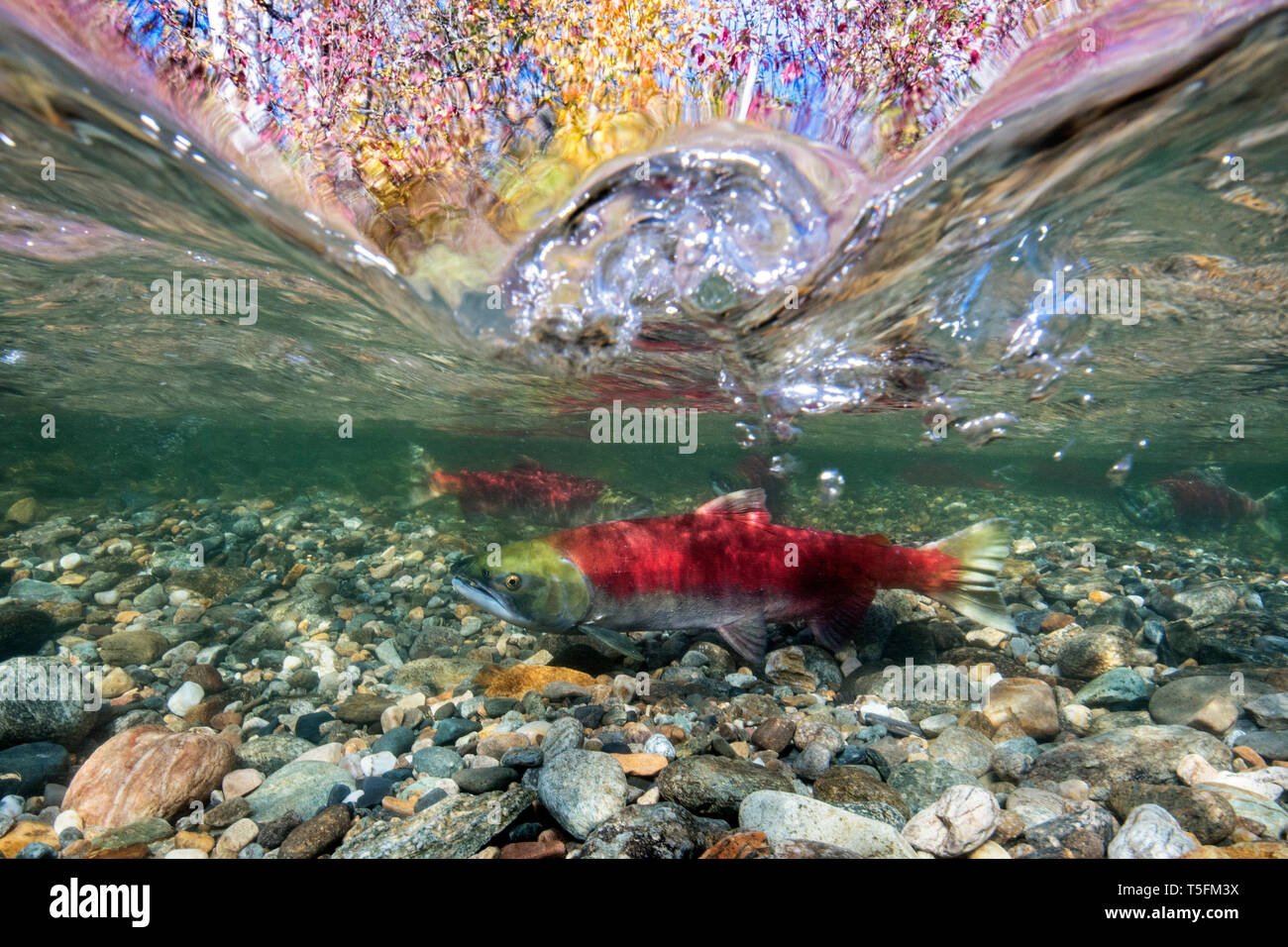 California, British Columbia, Adams River, Sockeye salmon, Oncorhynchus nerka, over-under image Stock Photo