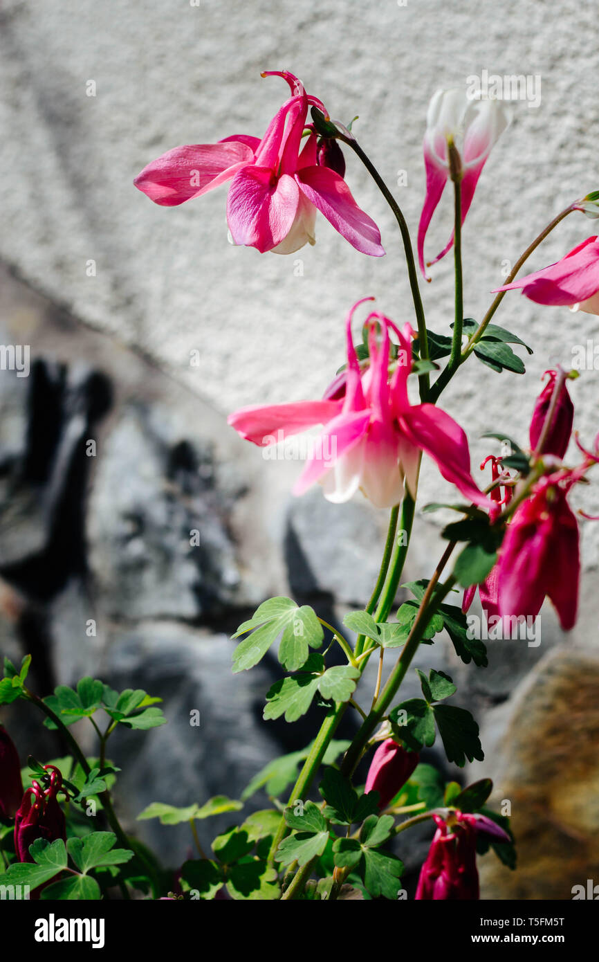 Pink Aquilegia vulgaris flowers called Columbine in cottage garden Stock Photo