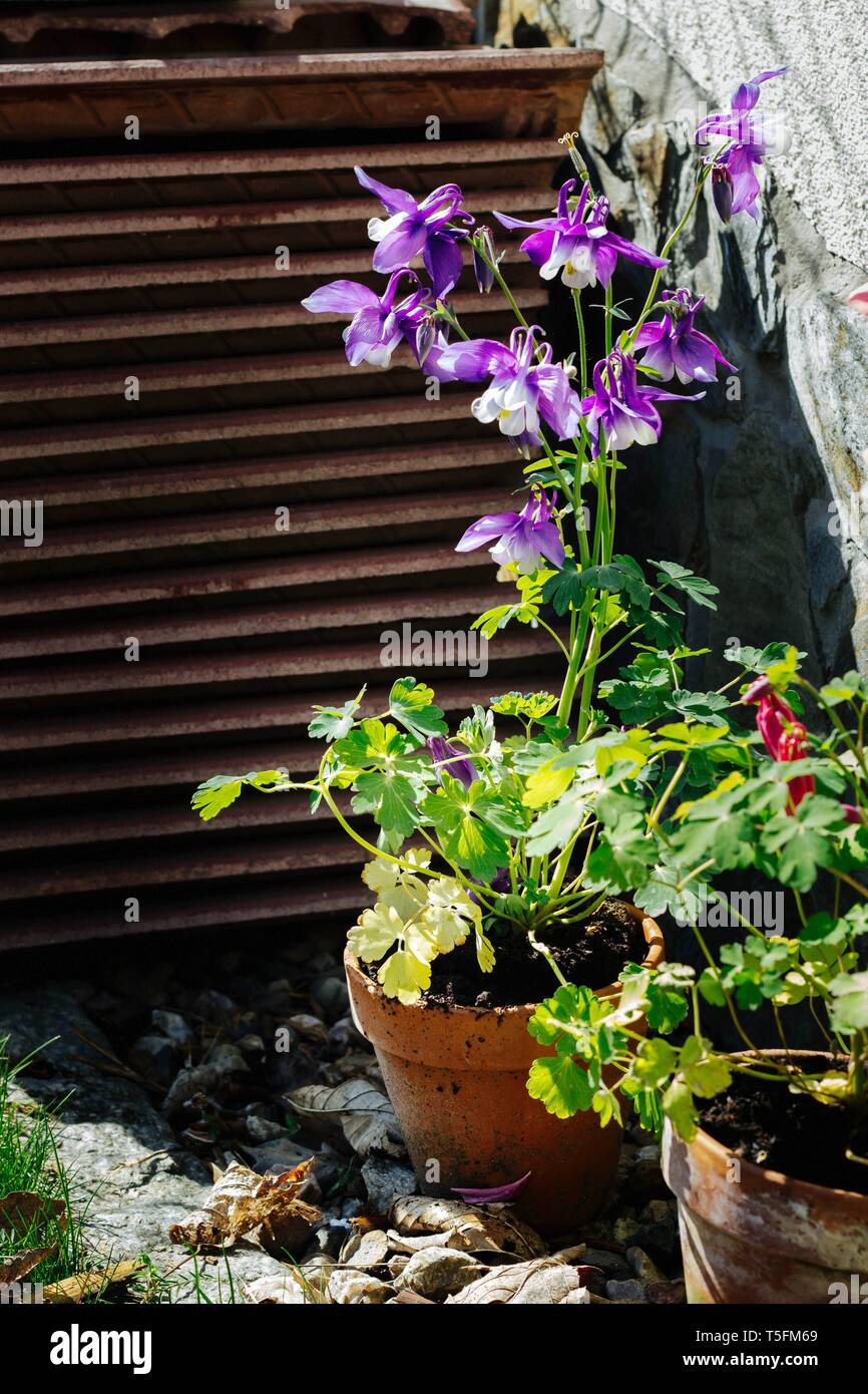 Aquilegia hybrida - beautiful flowers in the garden - violet columbine Stock Photo