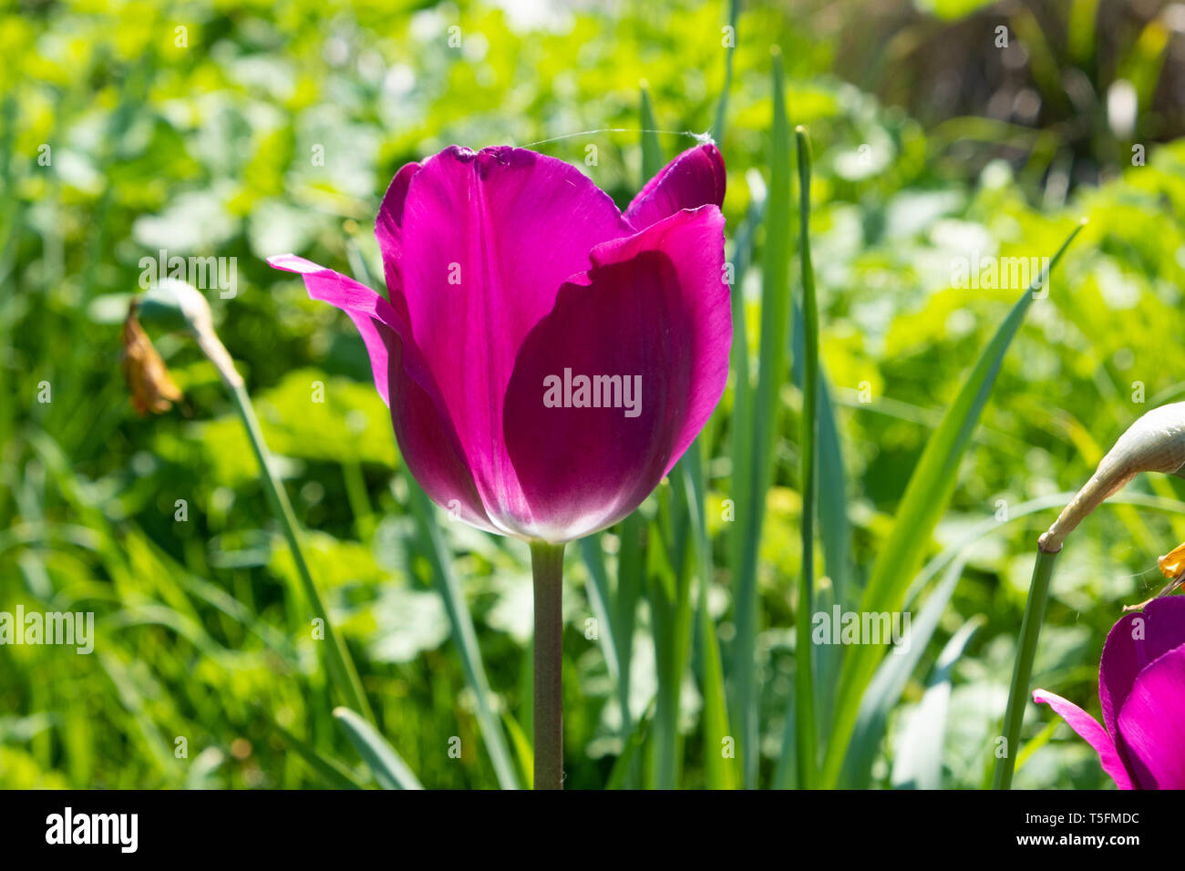 tulip with purple dress under the sun in spring Stock Photo
