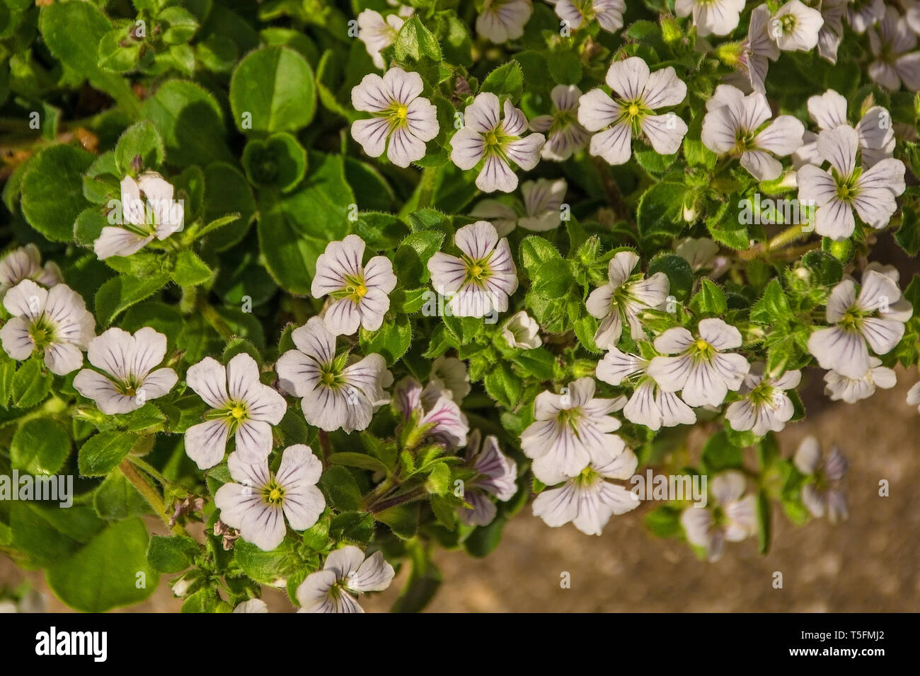 Tiny white flowers growing on a Gypsophila Cerastioides plant growing in north east Italy. This  perennial plant from the Caryophyllaceae family is co Stock Photo