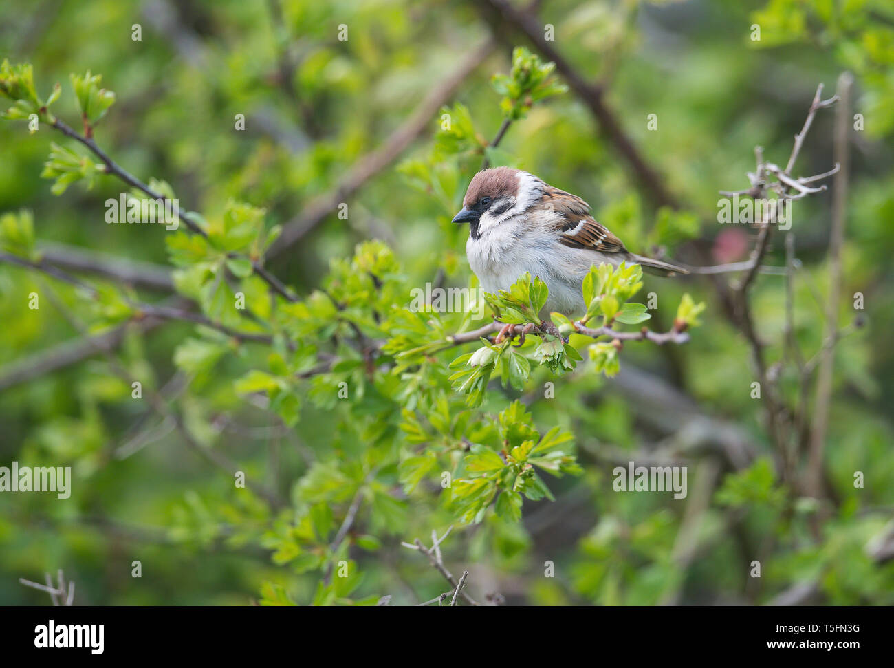 Tree Sparrow, Bempton Cliffs, Yorkshire Stock Photo