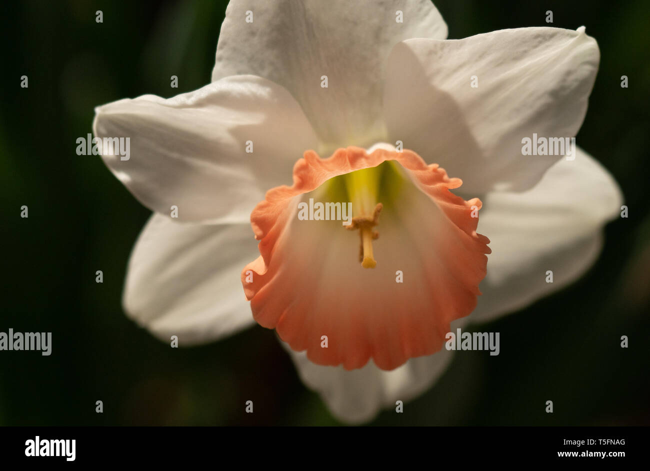 Daffodil with orange center Stock Photo Alamy