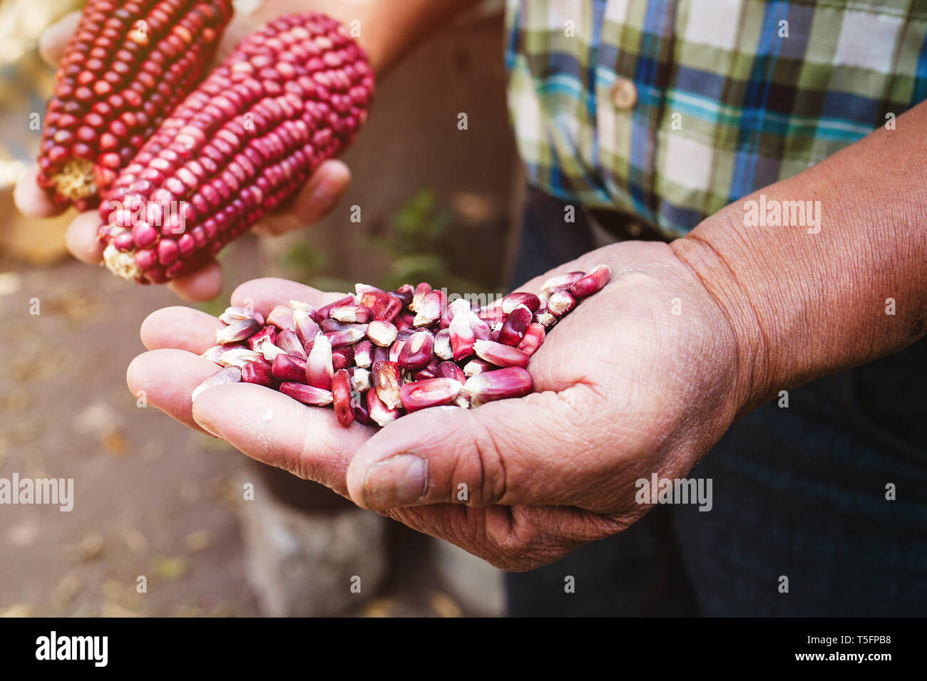 Dried Red Corn Cob Maize Of Red Color In Mexican Hands In Mexico Stock Photo Alamy Dried Red Corn Cob Maize Of Red Color In Mexican Hands In Mexico Stock Photo Alamy