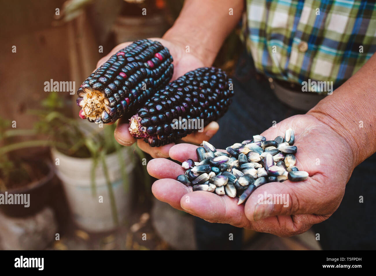 dried blue corn cob, maize of blue color in mexican hands in mexico Stock Photo