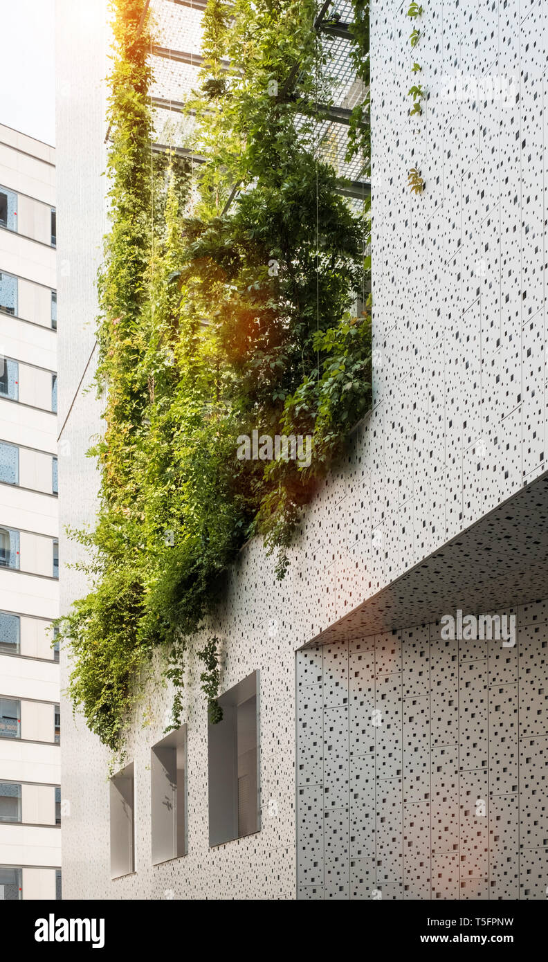 Organic ecological green wall, green facade Stock Photo