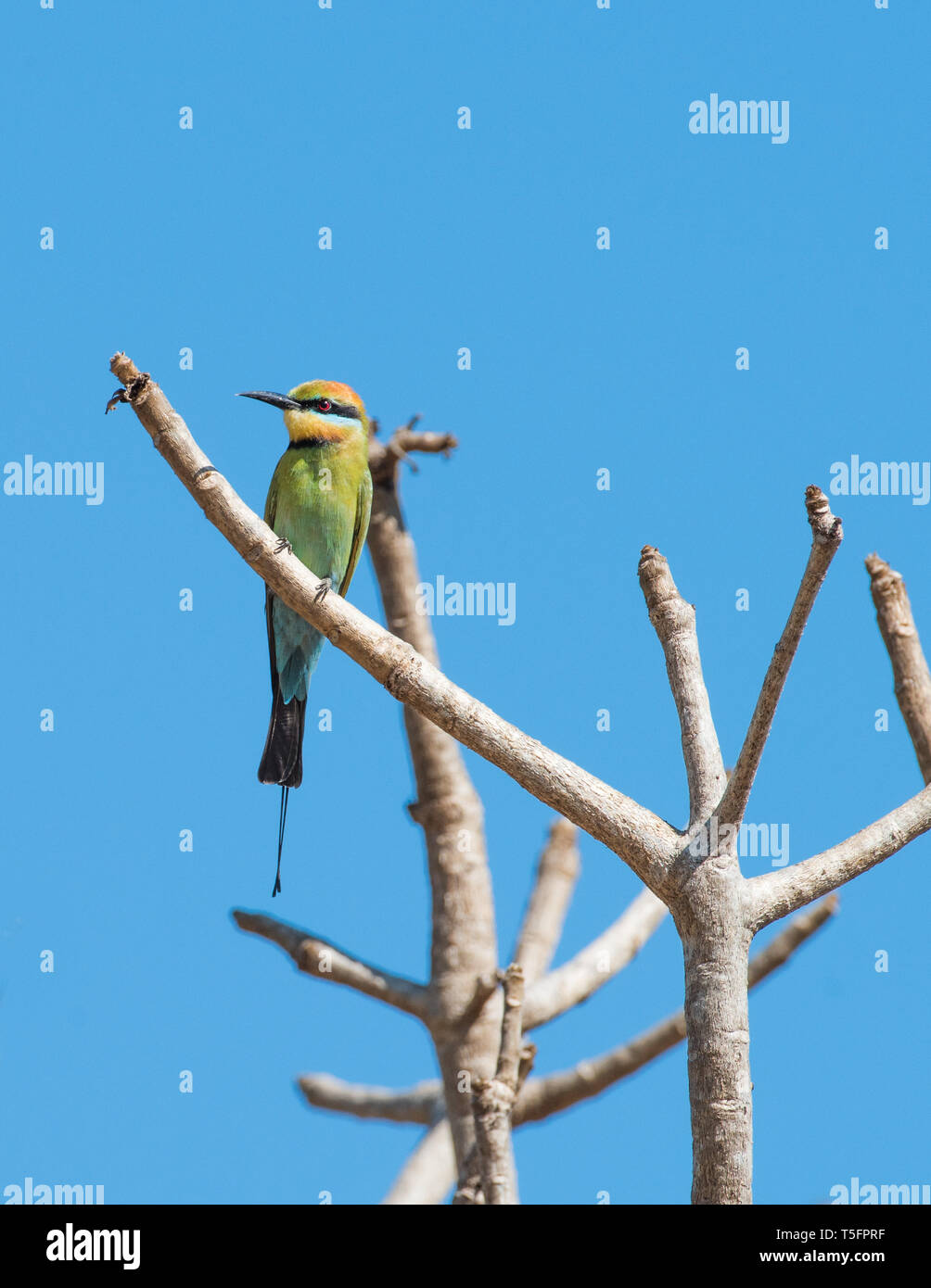 Rainbow Bee Eater Bird Perched In A Tree On A Sunny Day Under A