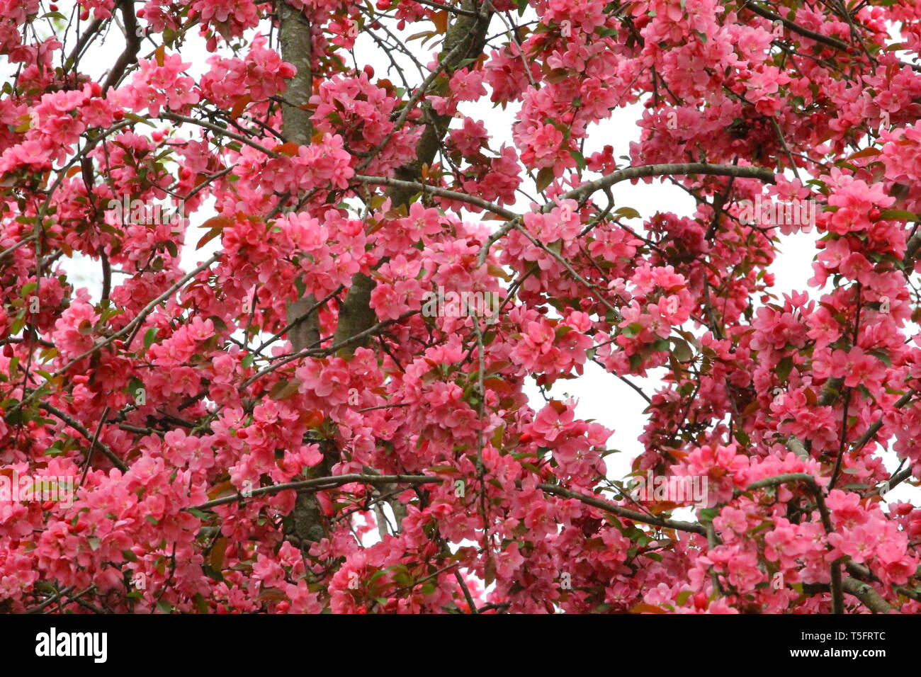 Flowering Crab Apple Tree, Ohio Stock Photo Alamy