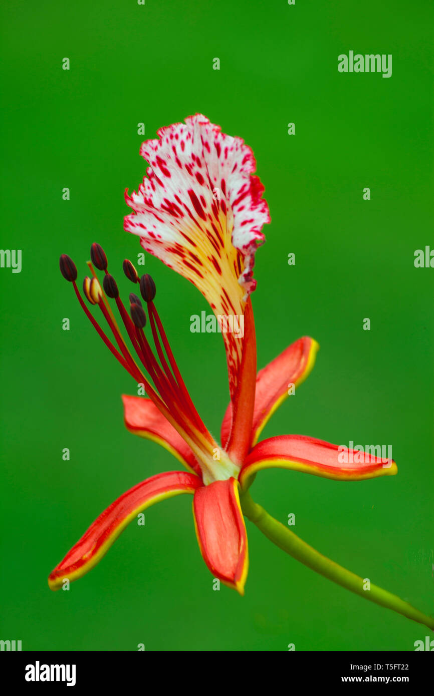 Gulmohar flower, visakhapatnam, andhra pradesh, India, Asia Stock Photo