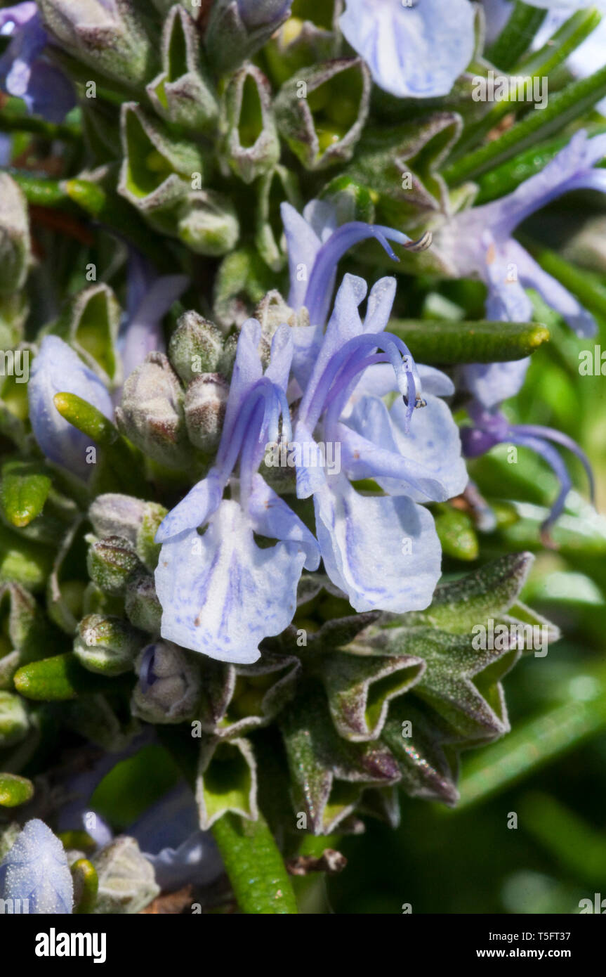 Rosemary Plant With Flowers in Spring Stock Photo Alamy