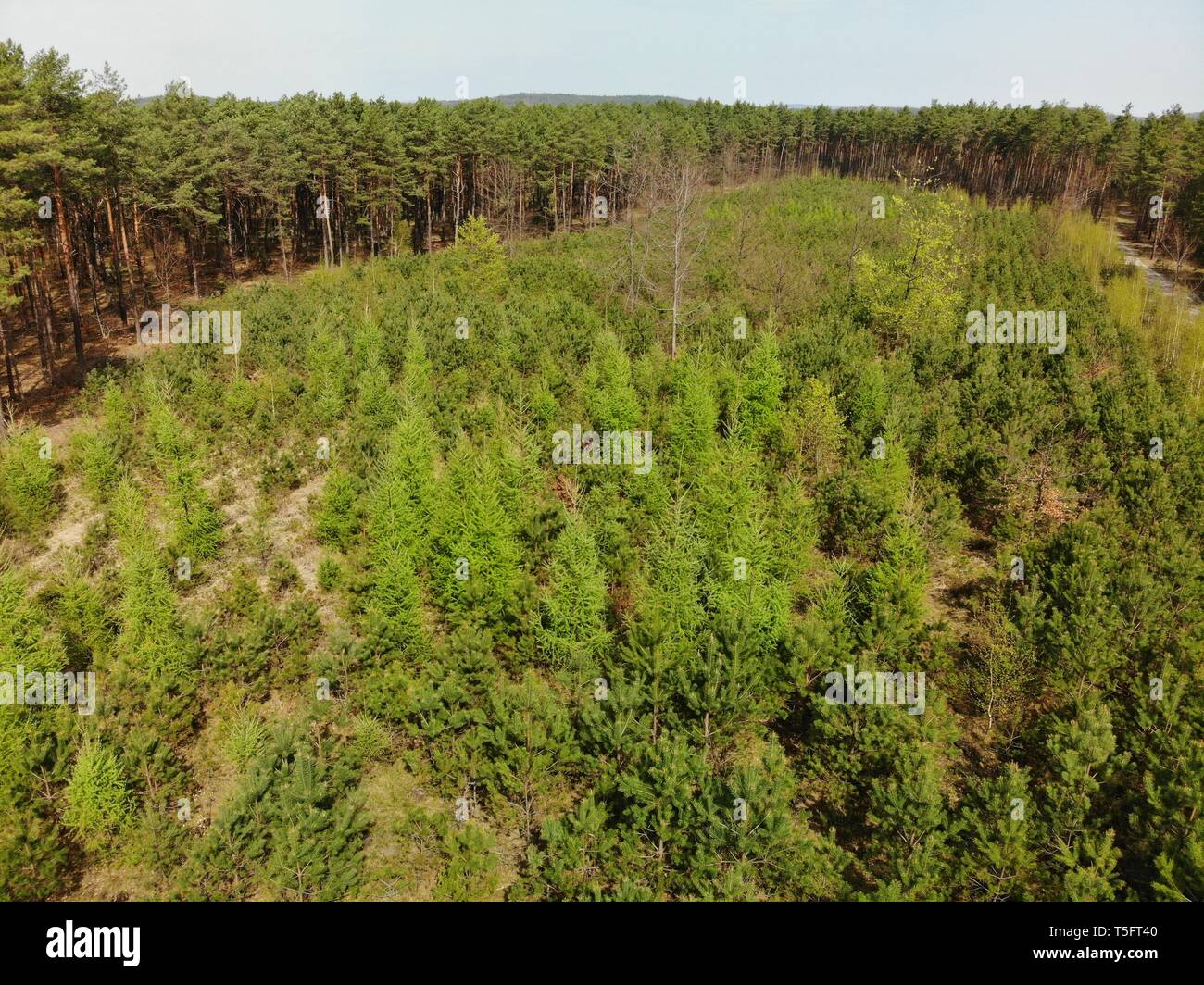 Aerial image above the young forest in  Eastern Europe.  High altitude,top down view on the growing trees. Protecting the environment by planting tree Stock Photo
