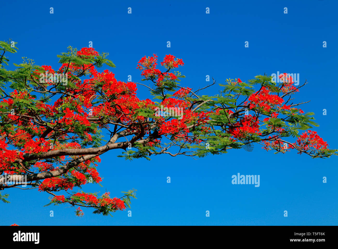 Gulmohar tree, visakhapatnam, andhra pradesh, India, Asia Stock Photo